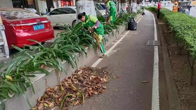 行道树苗木规格：如何选择合适的“绿色守护者”**