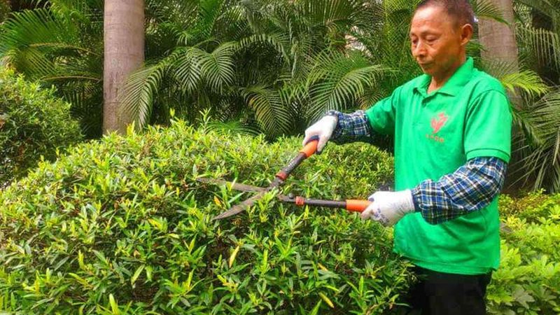 日式庭院植物组合，如何打造风格独特的家居景观？**