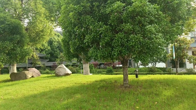 小区道路绿化效果图：如何打造美观与实用的和谐景观**