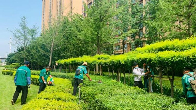 屋顶绿化养护对比区别：如何打造绿色生态屋顶